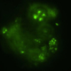 Illustration for article titled Microbes Have Been Discovered 1.5 Miles Beneath The Seabed Off Japan